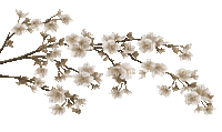 soave deco animated branch flowers sepia - Δωρεάν κινούμενο GIF