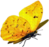 Бабочка - darmowe png