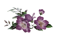 rose,flowers, purple, GIF, basket,Pelageya - Gratis animeret GIF