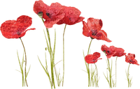 Coquelicots.Poppies.Fleurs.Red.Victoriabea