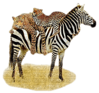 zebra bp - фрее пнг