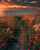 flowers sunset path background - PNG gratuit