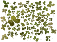 A group of clovers - gratis png