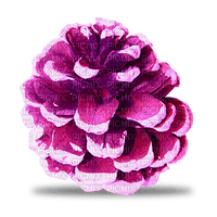 pine cone Bb2 - png ฟรี