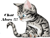 Le chat - Δωρεάν κινούμενο GIF
