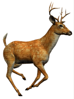 Kaz_Creations Deer - фрее пнг