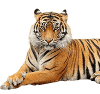 tiger - безплатен png