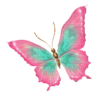 Butterfly.Pink.Teal.Gold - By KittyKatLuv65 - Nemokamas animacinis gif