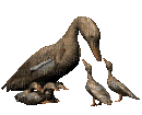 Mother duck and ducklings - Бесплатный анимированный гифка