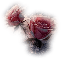 Roses - ücretsiz png