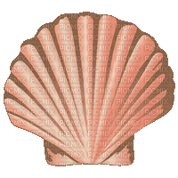 seashell - Бесплатный анимированный гифка
