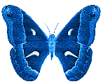 Butterfly, Butterflies, Insect, Insects, Deco, Blue, GIF - Jitter.Bug.Girl - GIF animado grátis