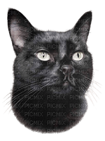 maj chat noir - png gratuito