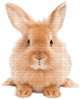 bunny easter lapin pâques