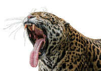 jaguar, wild animal, jaguaari, villieläin - PNG gratuit
