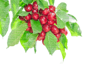 cherry,tree - ücretsiz png