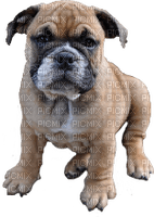 bulldogge welpe - Free PNG