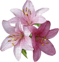 fleur_flower_lis _lily pink--Blue DREAM 70 - PNG gratuit