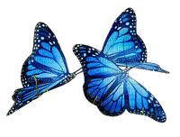 ✶ Butterflies {by Merishy} ✶ - фрее пнг