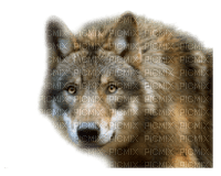 Tube Animaux Loup - zadarmo png