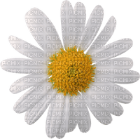 Kaz_Creations Deco Flowers Camomile Flower - PNG gratuit