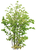 arbre - Free animated GIF
