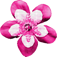 Snowflake.Flower.Pink.Animated - KittyKatLuv65 - Δωρεάν κινούμενο GIF