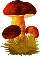 Kaz_Creations Mushrooms Toadstools - nemokama png