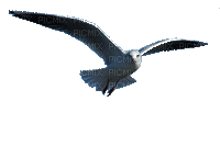 oiseau - Ücretsiz animasyonlu GIF