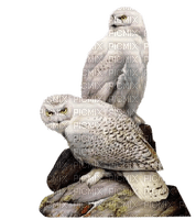Owls - ingyenes png