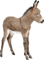 burro - gratis png
