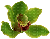orchids green bp - ilmainen png