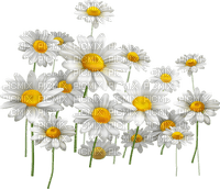 Marguerites.Fleurs.Flowers.Victoriabea - PNG gratuit