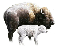 bisons - PNG gratuit