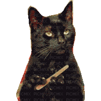 Nina cat - 免费动画 GIF