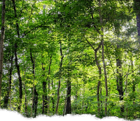 Wald - png gratuito