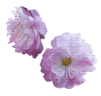dolceluna pink purple flowers - png ฟรี
