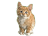 Rena Cat Katze Baby Animal Tier - бесплатно png