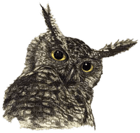Kaz_Creations Animals Animal Bird Birds Owl - zdarma png