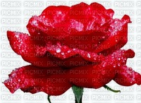 RED ROSA - Free PNG