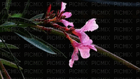 liikeanimaatio, effect, flower, fleur, kukka - Gratis animerad GIF
