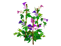 flowers - Zdarma animovaný GIF
