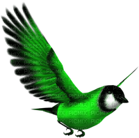 vogel bird grün green - бесплатно png