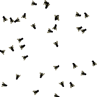 crazy flies - Animovaný GIF zadarmo