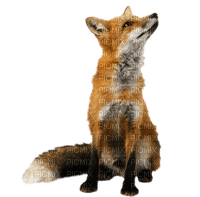 Kaz_Creations Animals Fox - безплатен png