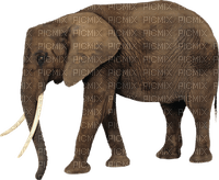 Kaz_Creations Elephant - 免费PNG