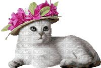 CAT - Zdarma animovaný GIF