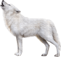Wolf - png gratuito