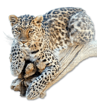 Katze chat cat gepard - PNG gratuit