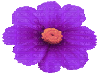 Цветок - GIF animasi gratis